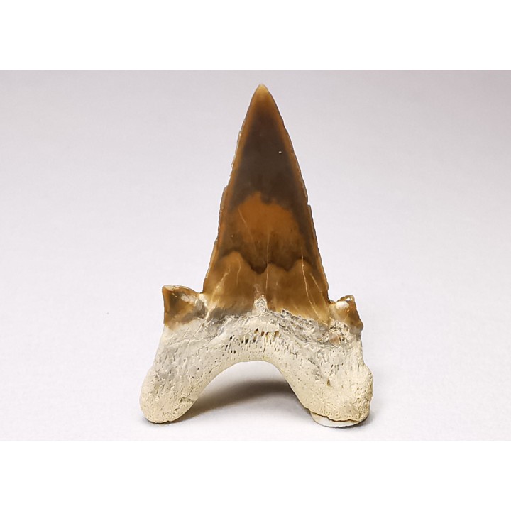 dent de requin Cretalamna appendiculata - Cénomanien (Texas)