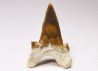 dent de requin Cretalamna appendiculata - Cénomanien (Texas)