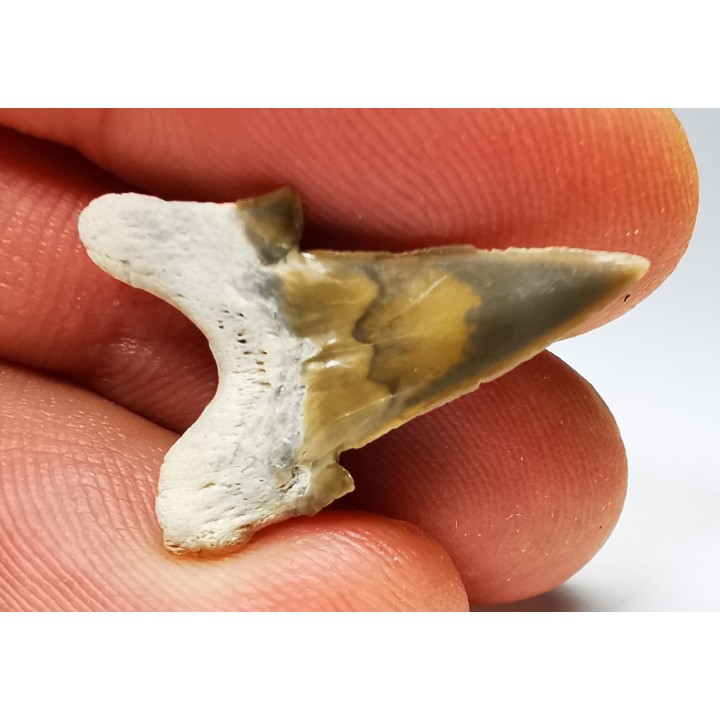 dent de requin Cretalamna appendiculata - Cénomanien (Texas)