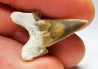 shark tooth Cretalamna appendiculata - Cenomanian (Texas)