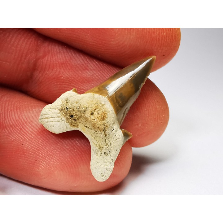 shark tooth Cretalamna appendiculata - Cenomanian (Texas)