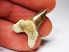 dent de requin Cretalamna appendiculata - Cénomanien (Texas)