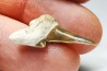 shark tooth Cretalamna appendiculata - Cenomanian (Texas)