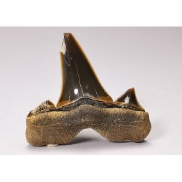shark tooth Cretalamna appendiculata - Cenomanian (Texas)