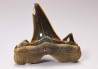shark tooth Cretalamna appendiculata - Cenomanian (Texas)