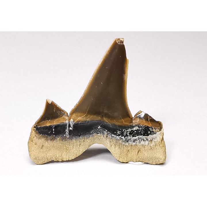 dent de requin Cretalamna appendiculata - Cénomanien (Texas)