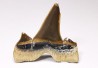 dent de requin Cretalamna appendiculata - Cénomanien (Texas)