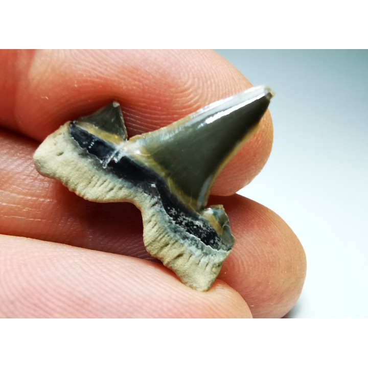 shark tooth Cretalamna appendiculata - Cenomanian (Texas)