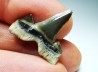 dent de requin Cretalamna appendiculata - Cénomanien (Texas)
