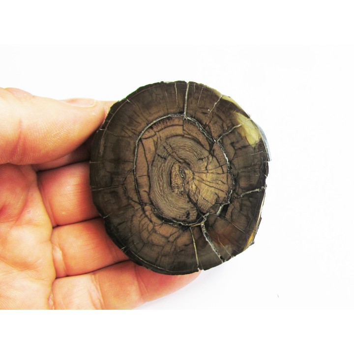 MAMMOTH Tusk:  mammuthus columbi (1)