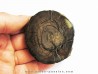 MAMMOTH Tusk: mammuthus columbi (1)