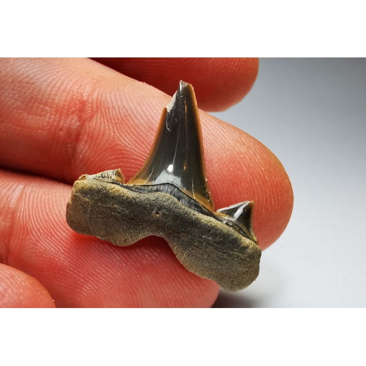 shark tooth Cretalamna appendiculata - Cenomanian (Texas)