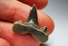shark tooth Cretalamna appendiculata - Cenomanian (Texas)