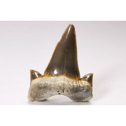 dent de requin Cretalamna appendiculata - Cénomanien (Texas)