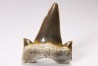 shark tooth Cretalamna appendiculata - Cenomanian (Texas)