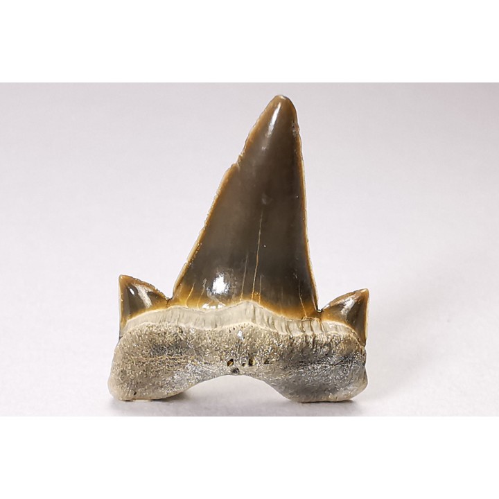 shark tooth Cretalamna appendiculata - Cenomanian (Texas)