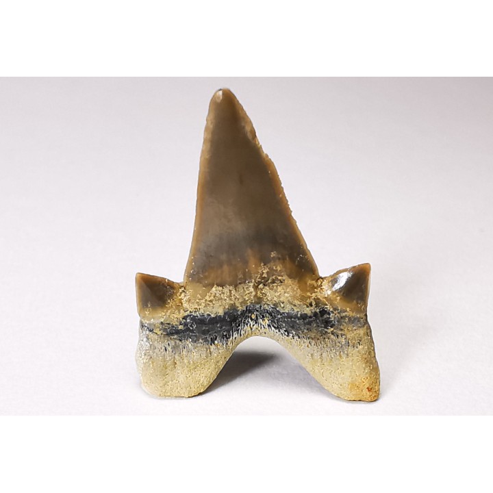 shark tooth Cretalamna appendiculata - Cenomanian (Texas)