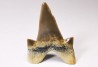 shark tooth Cretalamna appendiculata - Cenomanian (Texas)