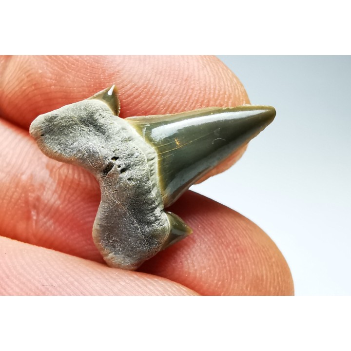 shark tooth Cretalamna appendiculata - Cenomanian (Texas)