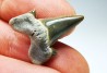 dent de requin Cretalamna appendiculata - Cénomanien (Texas)