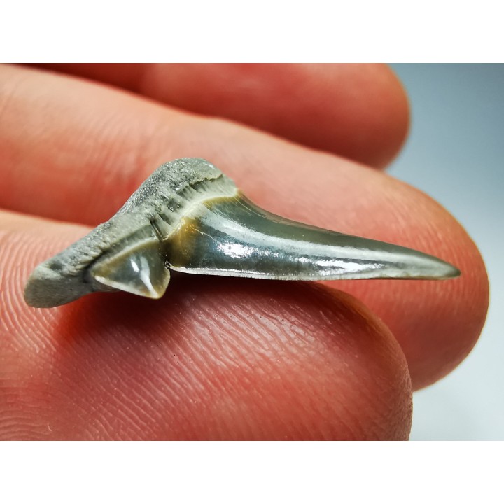 shark tooth Cretalamna appendiculata - Cenomanian (Texas)