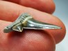 dent de requin Cretalamna appendiculata - Cénomanien (Texas)