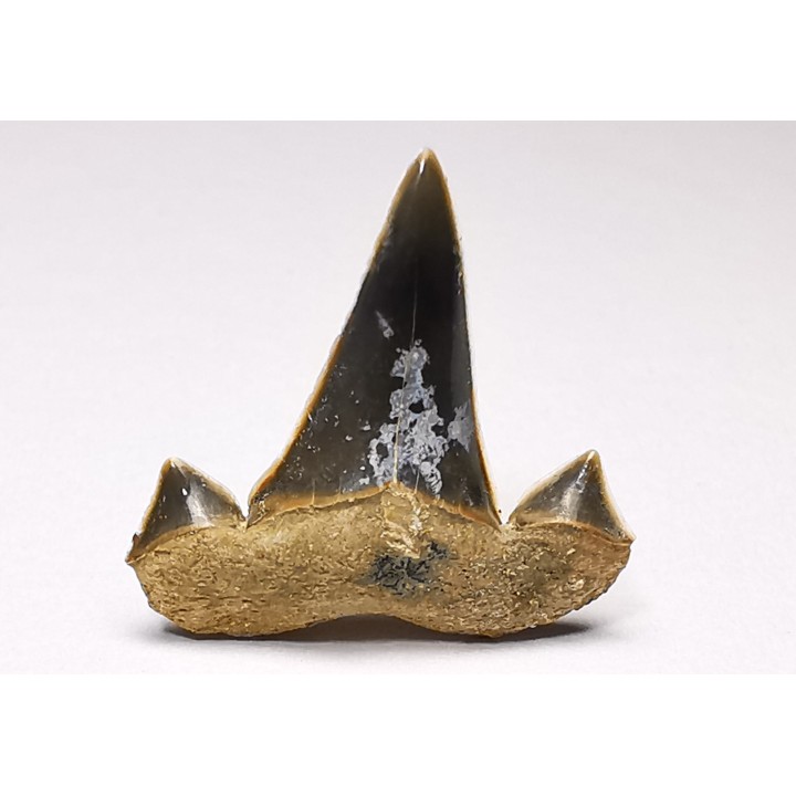 dent de requin Cretalamna appendiculata - Cénomanien (Texas)
