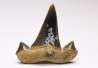 shark tooth Cretalamna appendiculata - Cenomanian (Texas)