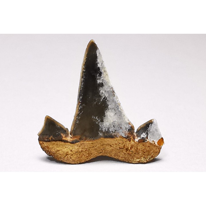 dent de requin Cretalamna appendiculata - Cénomanien (Texas)