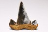 shark tooth Cretalamna appendiculata - Cenomanian (Texas)