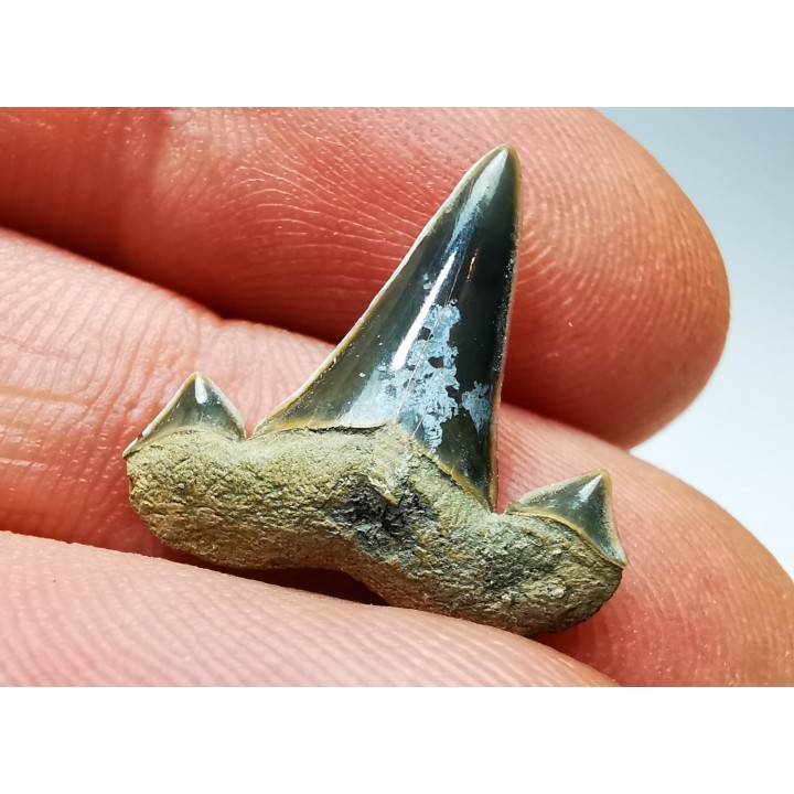 shark tooth Cretalamna appendiculata - Cenomanian (Texas)
