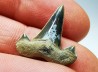 dent de requin Cretalamna appendiculata - Cénomanien (Texas)