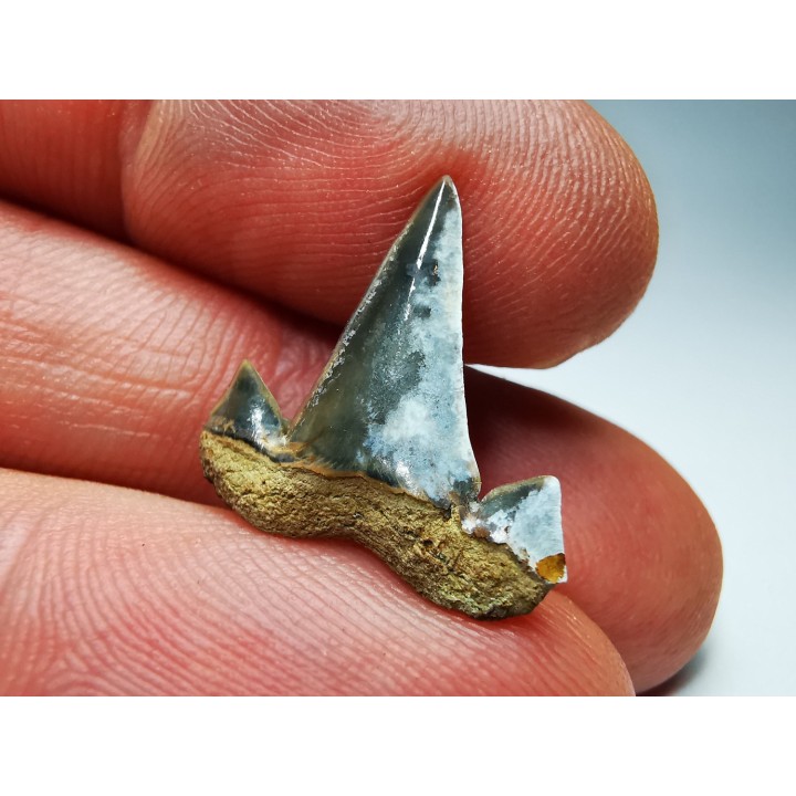 shark tooth Cretalamna appendiculata - Cenomanian (Texas)