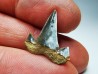 shark tooth Cretalamna appendiculata - Cenomanian (Texas)