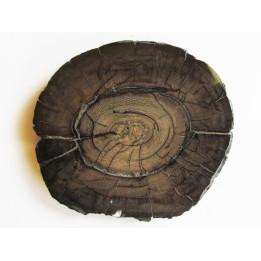MAMMOTH Tusk:  mammuthus columbi (2)