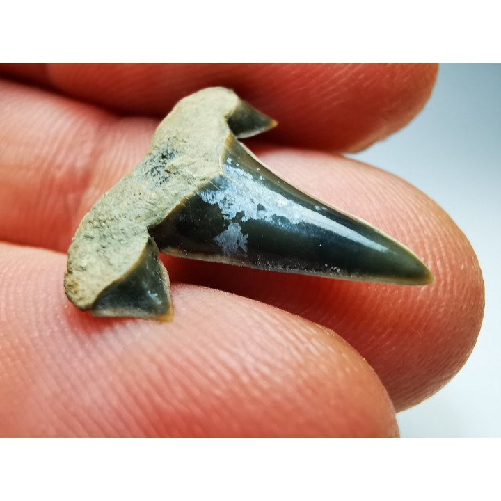 dent de requin Cretalamna appendiculata - Cénomanien (Texas)