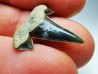 shark tooth Cretalamna appendiculata - Cenomanian (Texas)