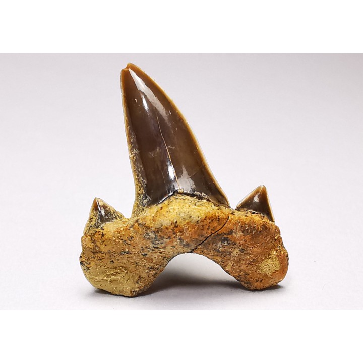 dent de requin Cretalamna appendiculata - Cénomanien (Texas)