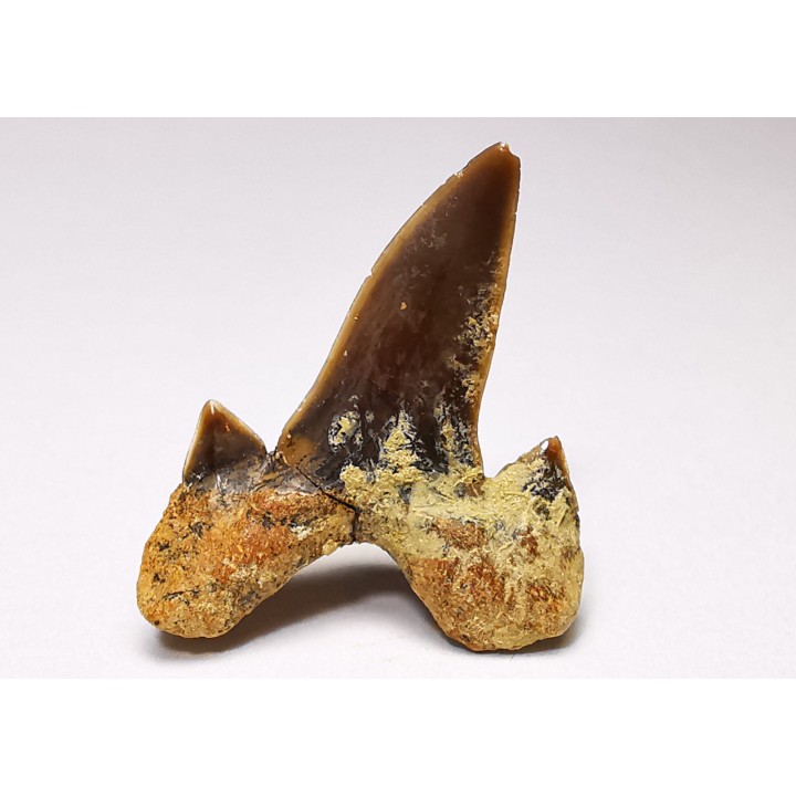 dent de requin Cretalamna appendiculata - Cénomanien (Texas)