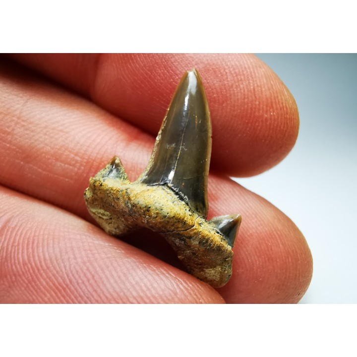 shark tooth Cretalamna appendiculata - Cenomanian (Texas)
