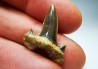 shark tooth Cretalamna appendiculata - Cenomanian (Texas)