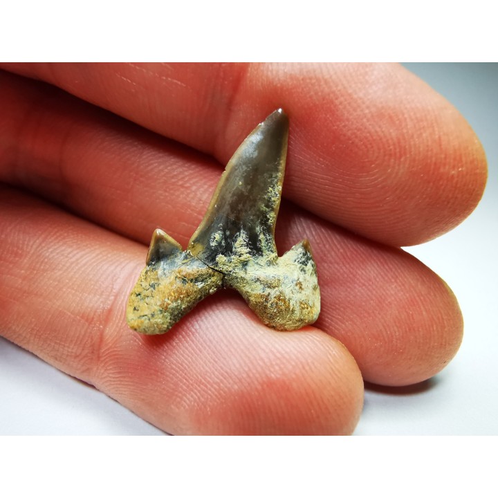 dent de requin Cretalamna appendiculata - Cénomanien (Texas)
