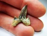 shark tooth Cretalamna appendiculata - Cenomanian (Texas)