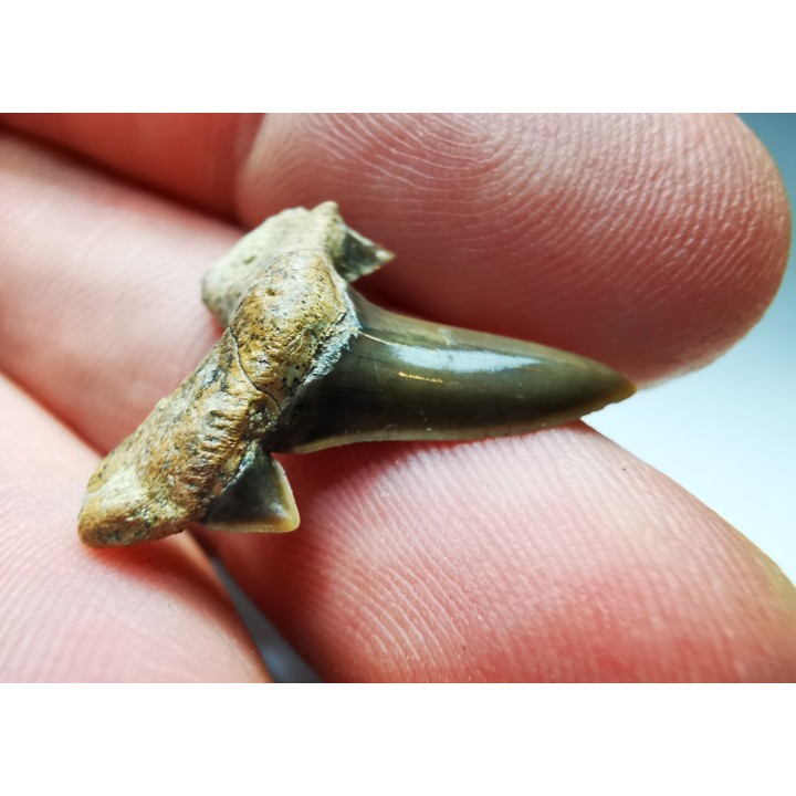 dent de requin Cretalamna appendiculata - Cénomanien (Texas)