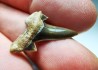 shark tooth Cretalamna appendiculata - Cenomanian (Texas)