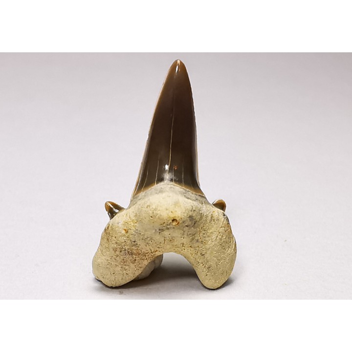 shark tooth Cretalamna appendiculata - Cenomanian (Texas)