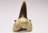 shark tooth Cretalamna appendiculata - Cenomanian (Texas)