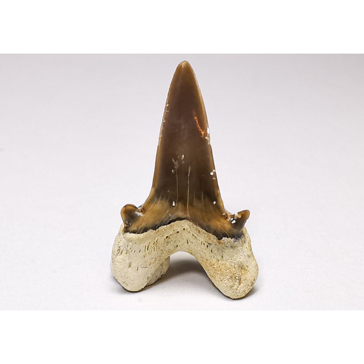 dent de requin Cretalamna appendiculata - Cénomanien (Texas)
