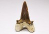 shark tooth Cretalamna appendiculata - Cenomanian (Texas)