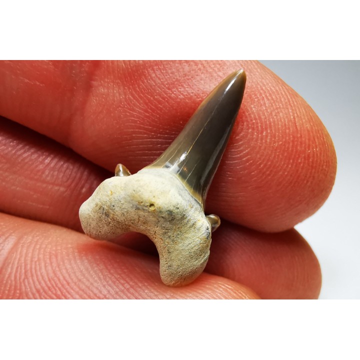 shark tooth Cretalamna appendiculata - Cenomanian (Texas)